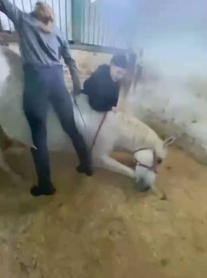 Видео, на котором ученицы нижегородской конной школы издеваются над лошадью