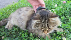 Кота-наркокурьера задержали в нижегородской колонии