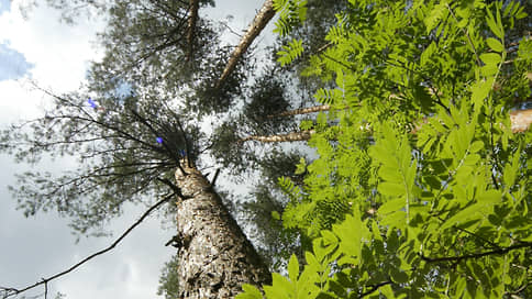 Около 90 га колхозных лесов в Богородском округе истребовали в собственность РФ