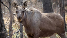 Обвиняемый в незаконном отстреле лосей пойдет под суд в Балахне