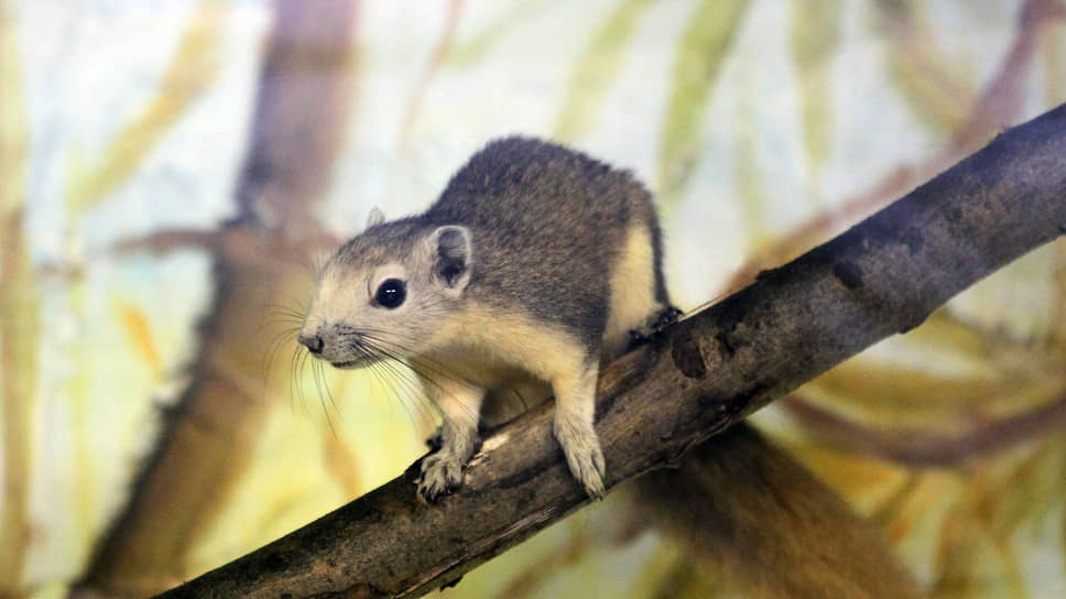 Белка Финлайсона