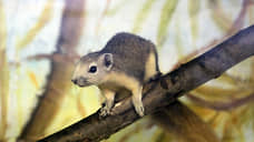 Белки Финлайсона и черные лебеди появились в нижегородском зоопарке «Лимпопо»