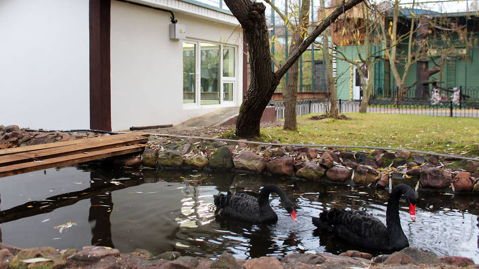 Пара черных лебедей