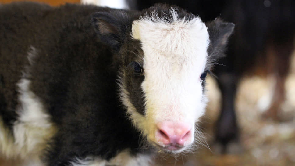 Як, недавно родившийся в нижегородском зоопарке «Лимпопо»