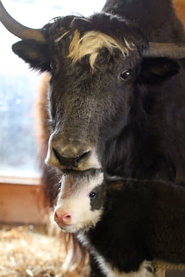 Як Лера и ее детеныш