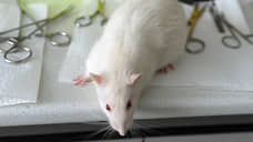 Трудовая инспекция заинтересовалась укусом лаборанта крысой в ННГУ