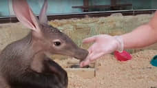 Трубкозуба перевели из нижегородского зоопарка в Бахчисарайский парк миниатюр