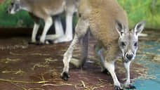 Нижегородский зоопарк пополнили два больших рыжих кенгуру