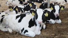 Нижегородская область получит 15 млн рублей на геномную селекцию коров