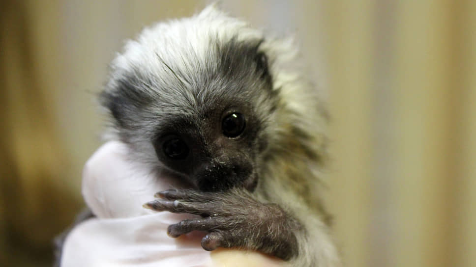 Детеныш эдипова тамарина в нижегородском зоопарке «Лимпопо» родился весом около 30 граммов