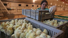 Нижегородское «Русское поле» запустило комплекс «Верхополье» за 2,3 млрд рублей