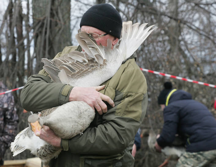 У бойцовых гусей всегда сложные отношения с хозяином