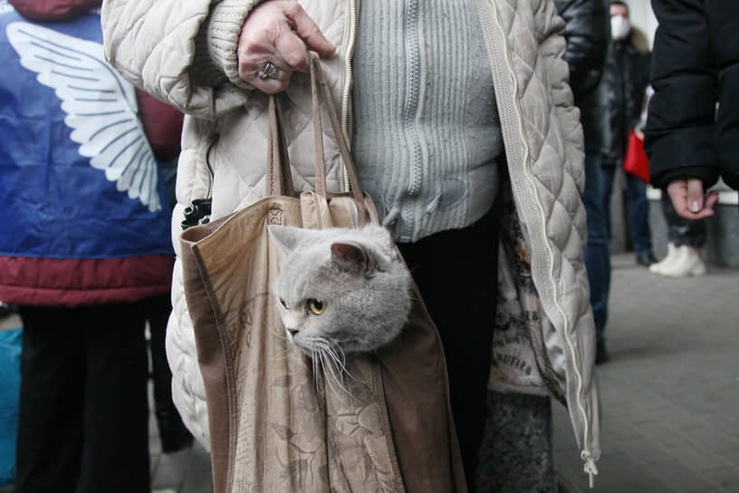 Украинских кошек и котов в поезде было едва ли не больше, чем людей