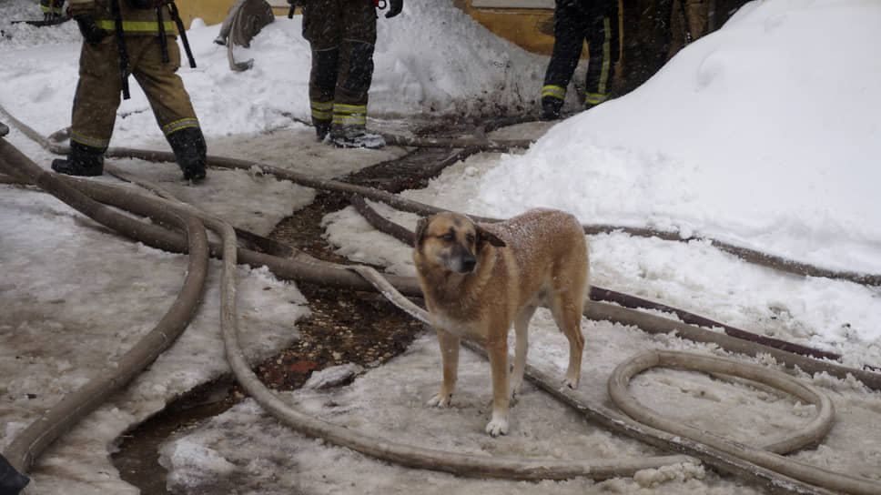 Живущая в доме собака самостоятельно спаслась от пожара
