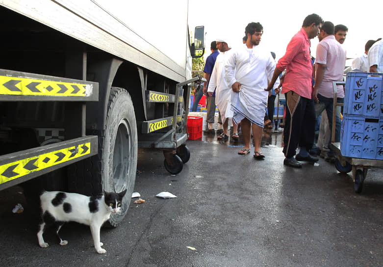 Кошка наблюдает за погрузкой морепродуктов на рыбном рынке Абу-Даби