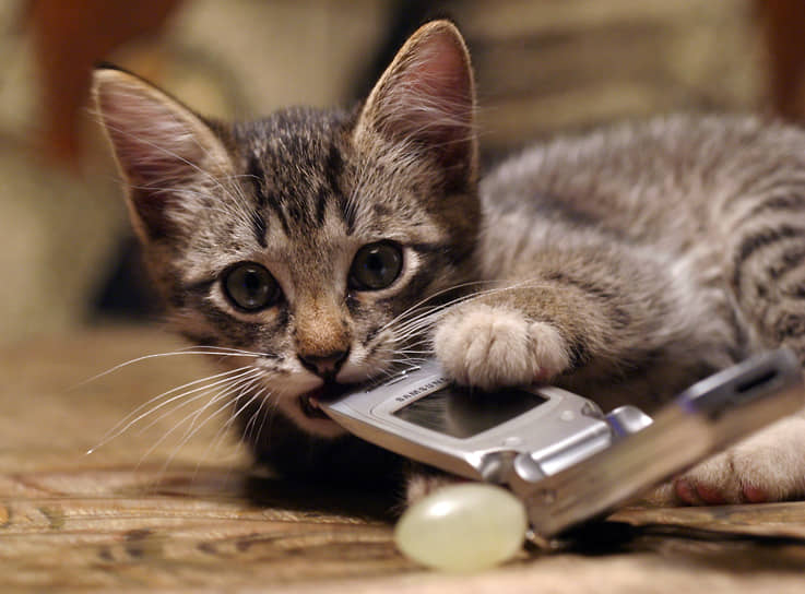 Котенок грызет старый мобильный телефон
