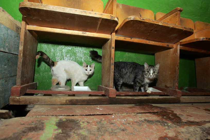 Кошки в ремонтной базе слесарей-сантехников