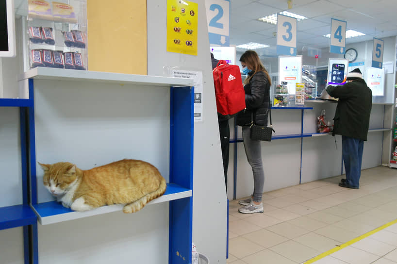 Кот лежит на прилавке в отделении Почты России