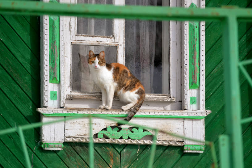 Кот в поселке Память парижской коммуны