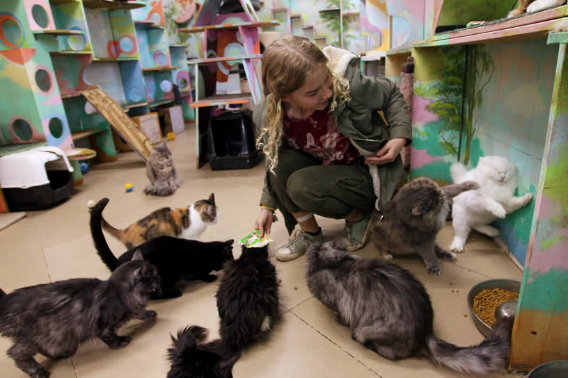 Волонтер фонда &quot;Сострадание-НН&quot; кормит бездомных кошек
