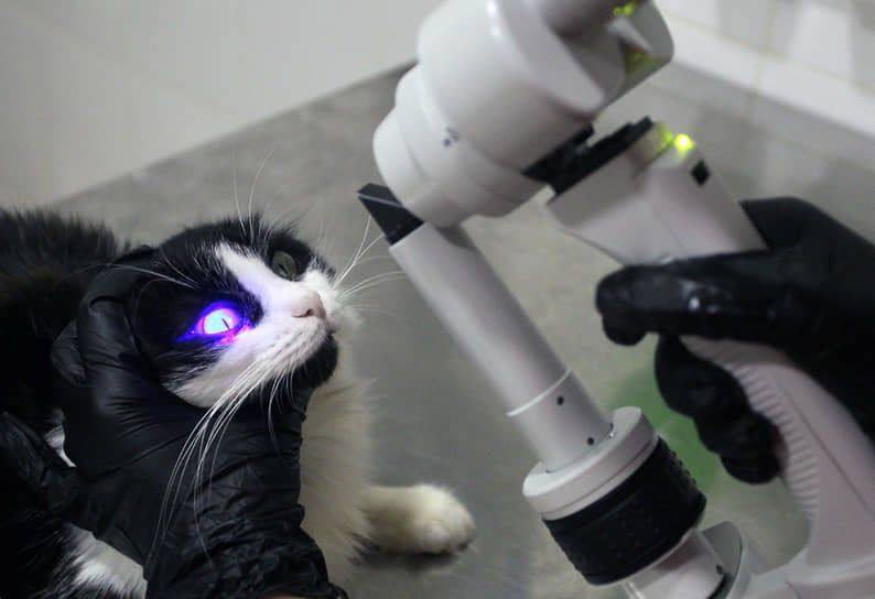Кот во время диагностики в кабинете ветеринара
