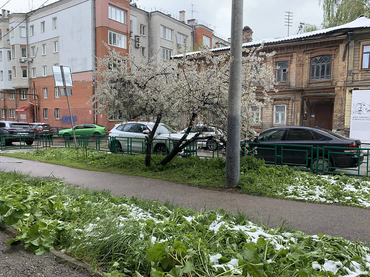 Цветущая вишня и снег на траве на улице Грузинской в мае в Нижнем Новгороде 