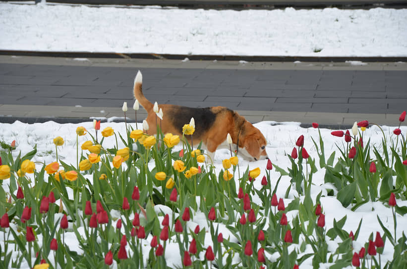 Собака нюхает снег на газоне в Нижнем Новгороде