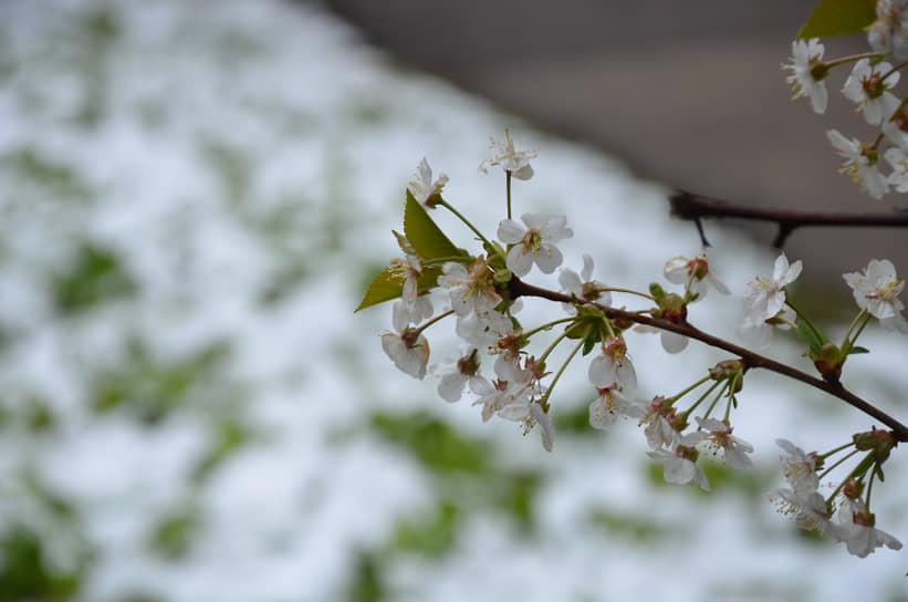 Цветы яблони на фоне газона под снегом