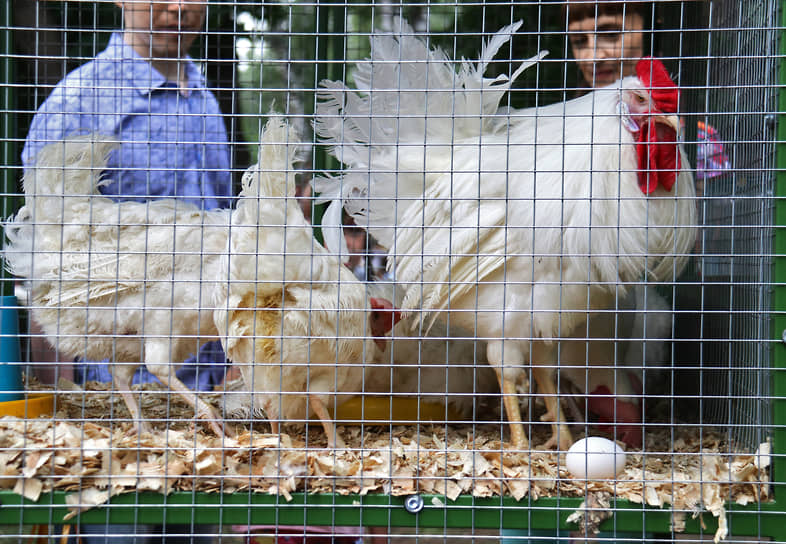 Петух и куры с яйцом в клетке