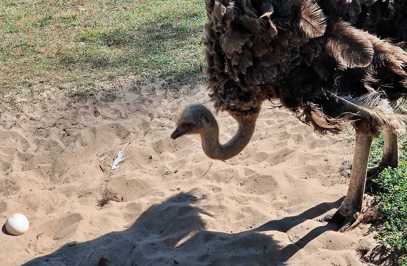 Вольер с африканскими страусами