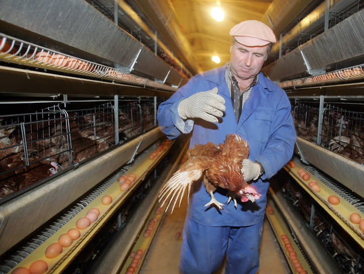 Сеймовская птицефабрика. Рабочий несет курицу между рядов с клетками