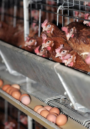 Желоб с яйцами