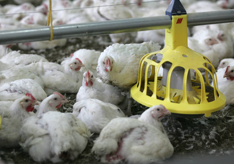 Цех по откорму кур на птицефабрике «Ясенецкая»