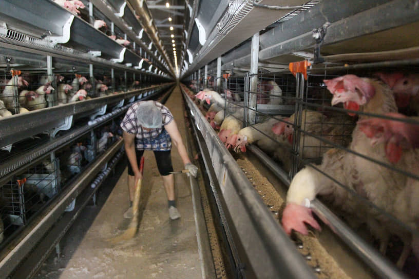 Работница подметает пол в птичнике