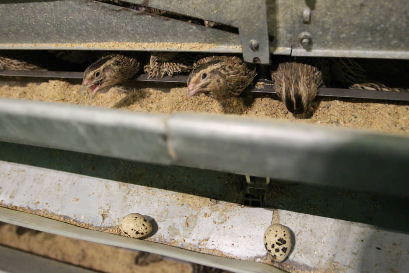 Перепелиный птичник Дивеевской птицефабрики