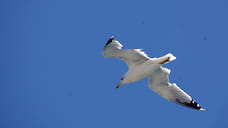 Спасенные в штабе Новороссийска птицы переедут в зоопарк Пятигорска