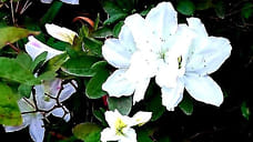 В центре Новороссийска высадили более 327 тысяч цветов