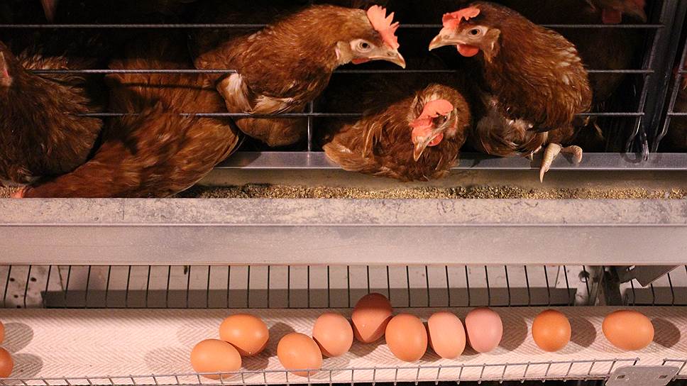 Один из вариантов сбыта яйца «Евсинской» — создание производства кондитерских и макаронных изделий на базе предприятий, входящих в холдинг «Сибирский премьер»