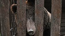 Красноярцев предупредили об опасности встречи с медведями
