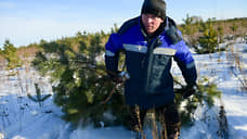 Новосибирская область заготовит около 30 тыс. новогодних сосен, елей и пихт