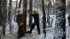 В Новосибирской области спиленное дерево убило подростка