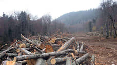 Три года колонии получил бизнесмен, незаконно вырубивший лес на 21 млн рублей