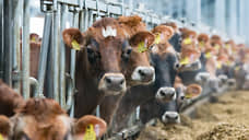 В Алтайском крае готовится к вводу животноводческий комплекс на 600 коров