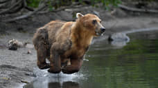 Красноярские спасатели предупредили туристов о медведях в парке Ергаки
