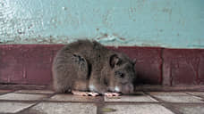 В Новосибирске  создан штаб по борьбе с крысами