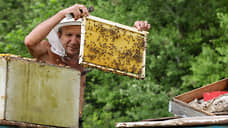 Массовая гибель пчел произошла в одном из районов Томской области