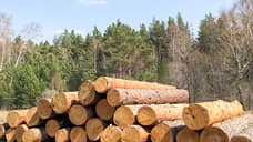 В Красноярском крае задержан лесничий, получивший взятку за выделение лесосеки