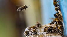 Томская прокуратура проводит проверку по факту массовой гибели пчел