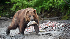 В Новосибирской области разрешили охотникам застрелить 360 бурых медведей