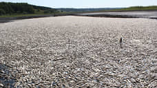 Следователи проверяют информацию о массовой гибели рыбы из-за осушения искусственного озера на Алтае